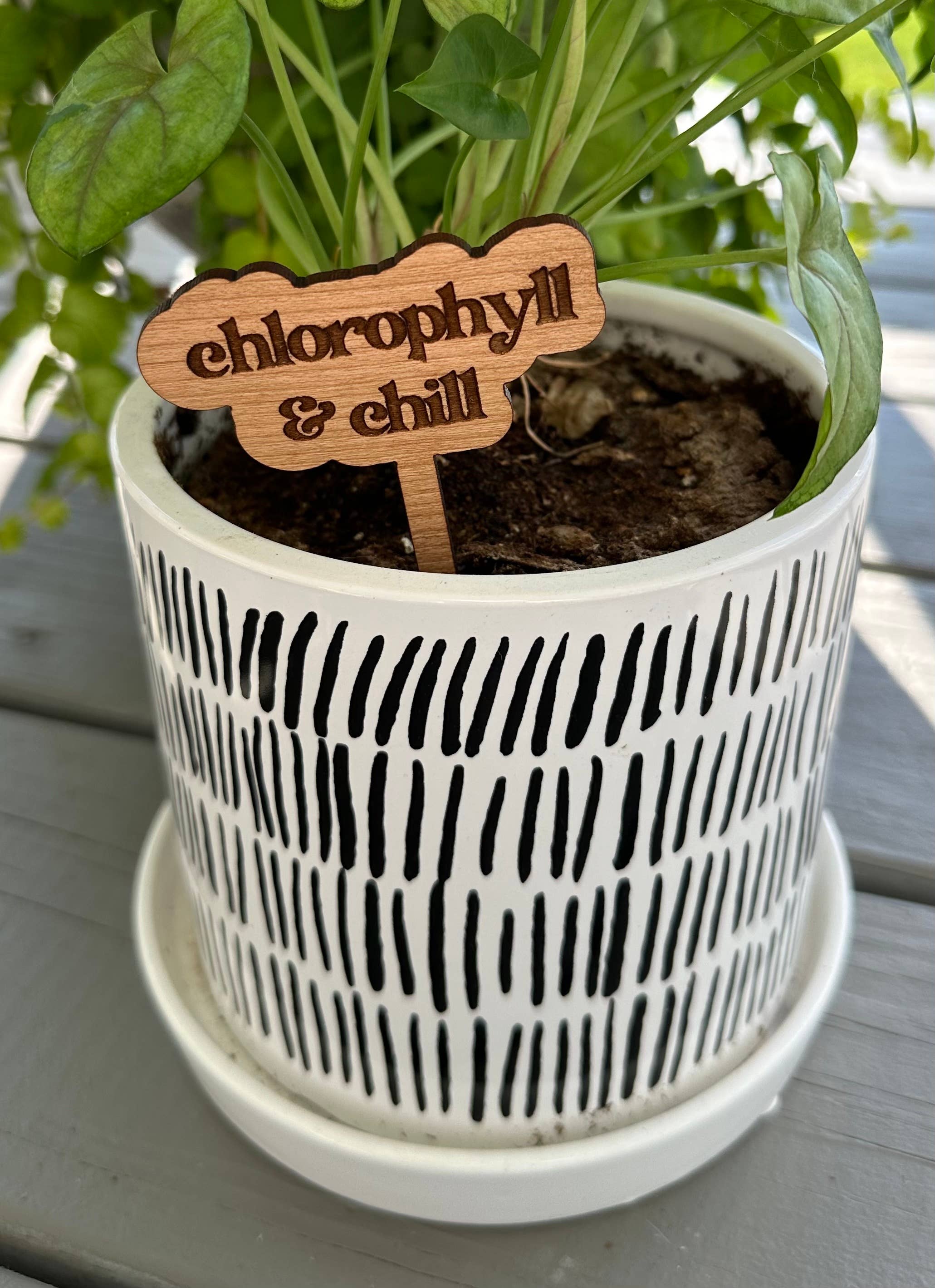 Plant Sayings Word Bubbles Funny Plant Stakes