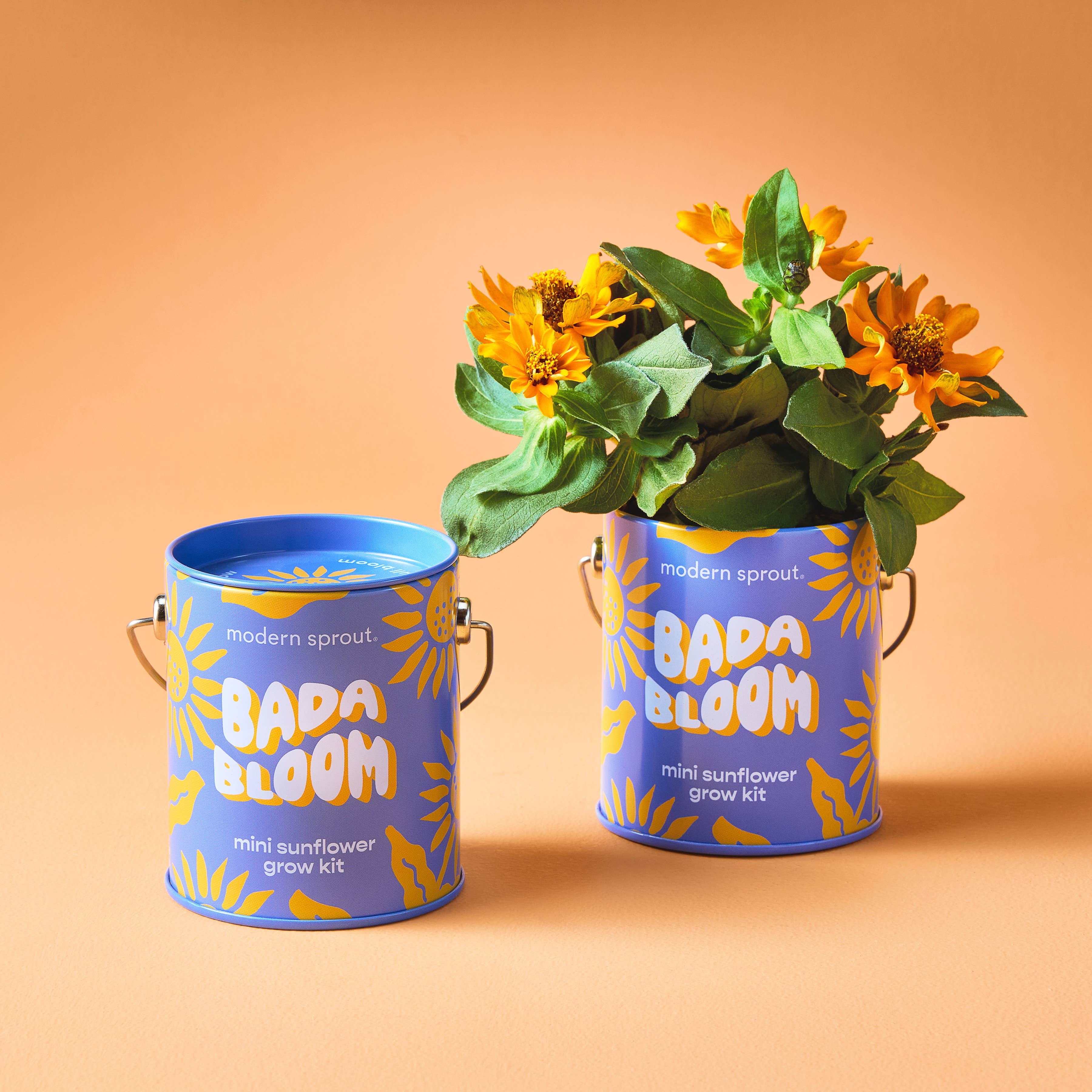 Complimentary Color Grow Kits - Sunflower