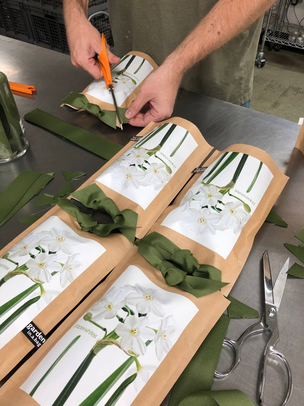 Garden in a Bag Paperwhites | Fall & Christmas