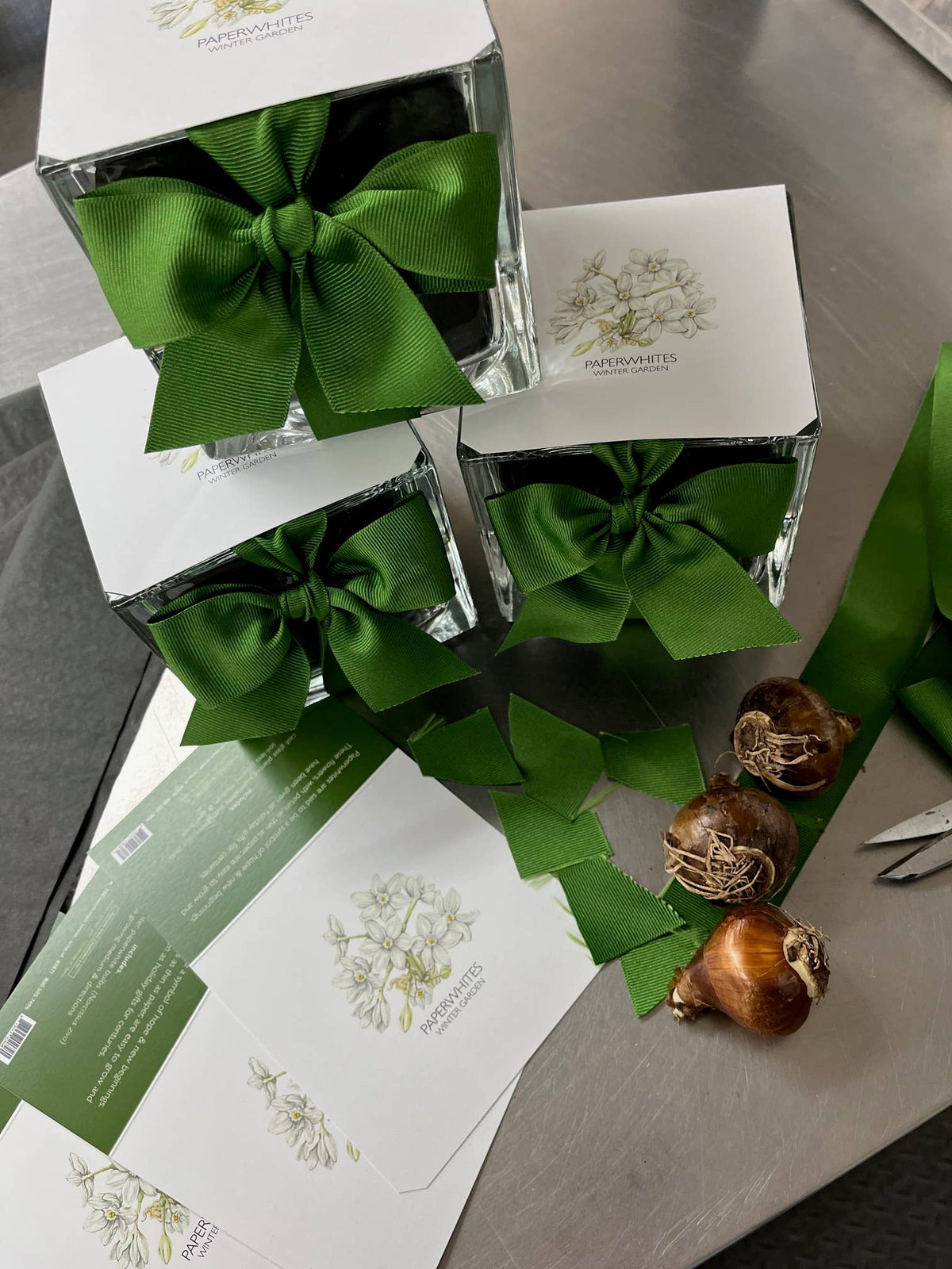 Paperwhites Winter Garden | Fall & Christmas