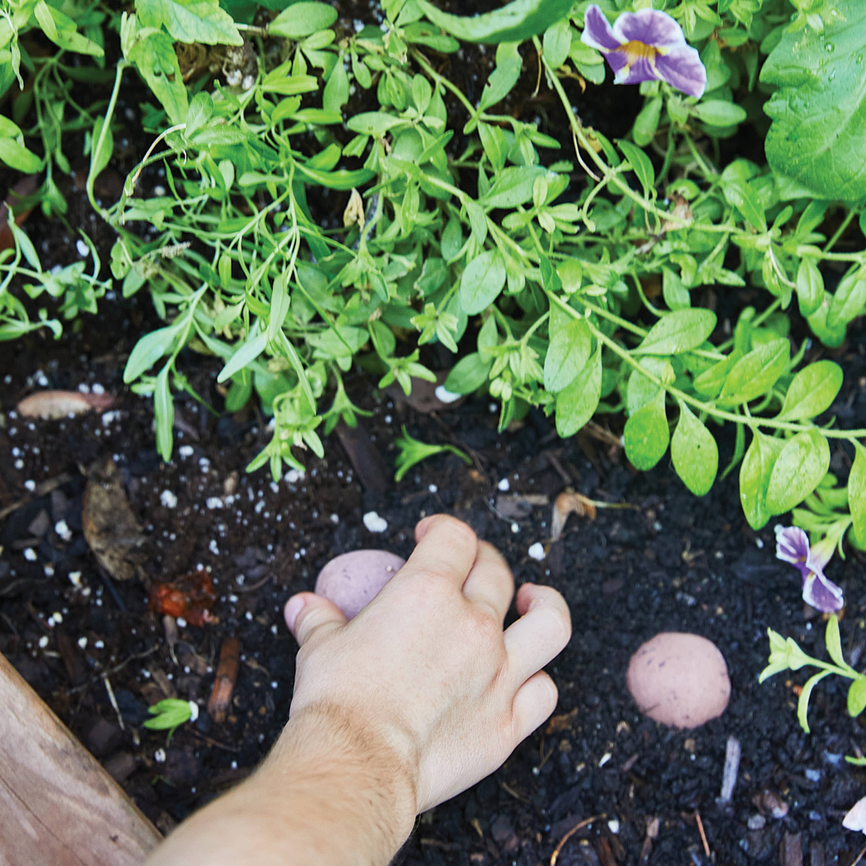 Seed Bomb - Grow Good Times
