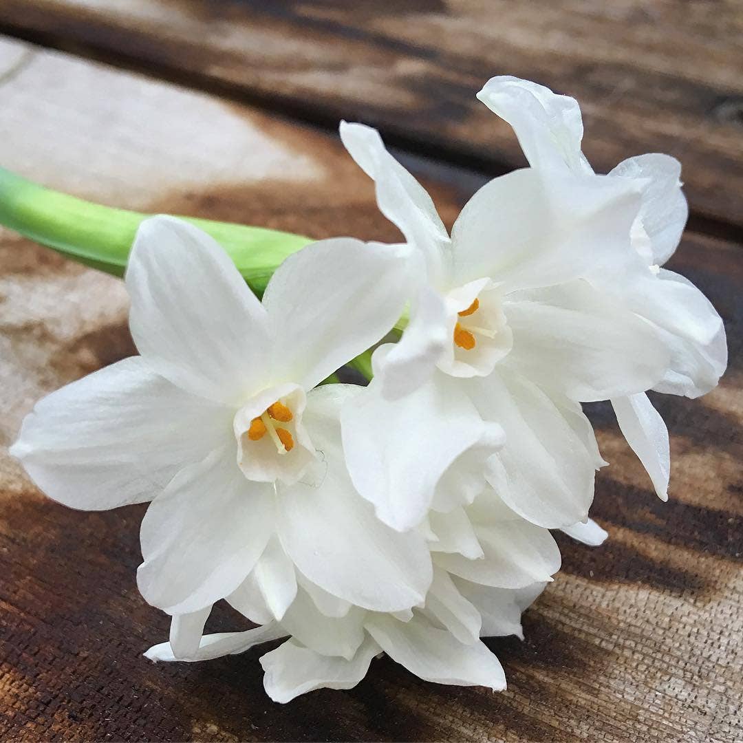 Garden in a Bag Paperwhites | Fall & Christmas
