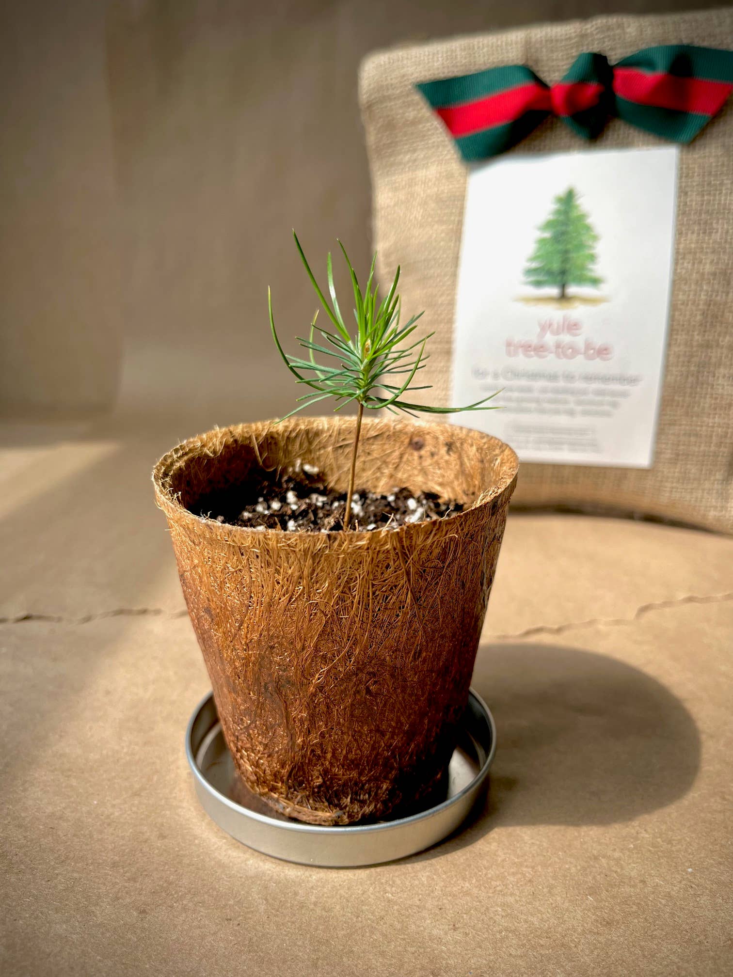 Christmas Tree to Be | Holiday gift | Fall Favorite