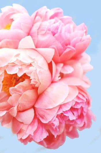 Perfect Petals Paint by Number